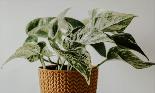 Detoxification Cover Image