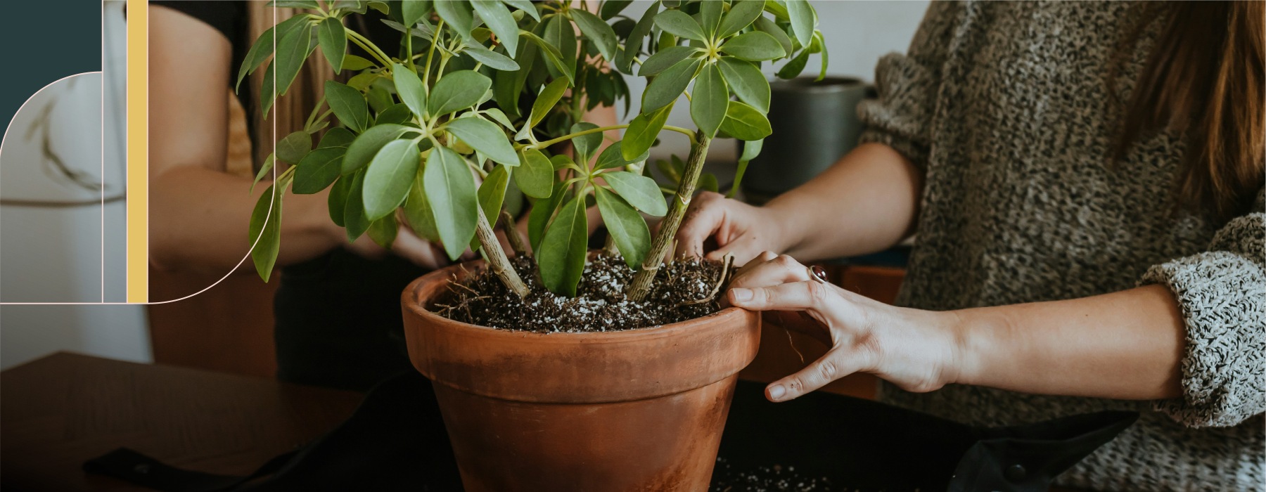 Hands repotting a leafy houseplant in a terracotta pot indoors